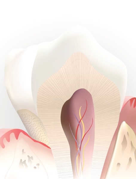 Animated inside of a tooth that is not in need of root canal therapy
